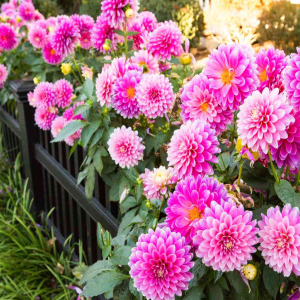 Flowering Plants