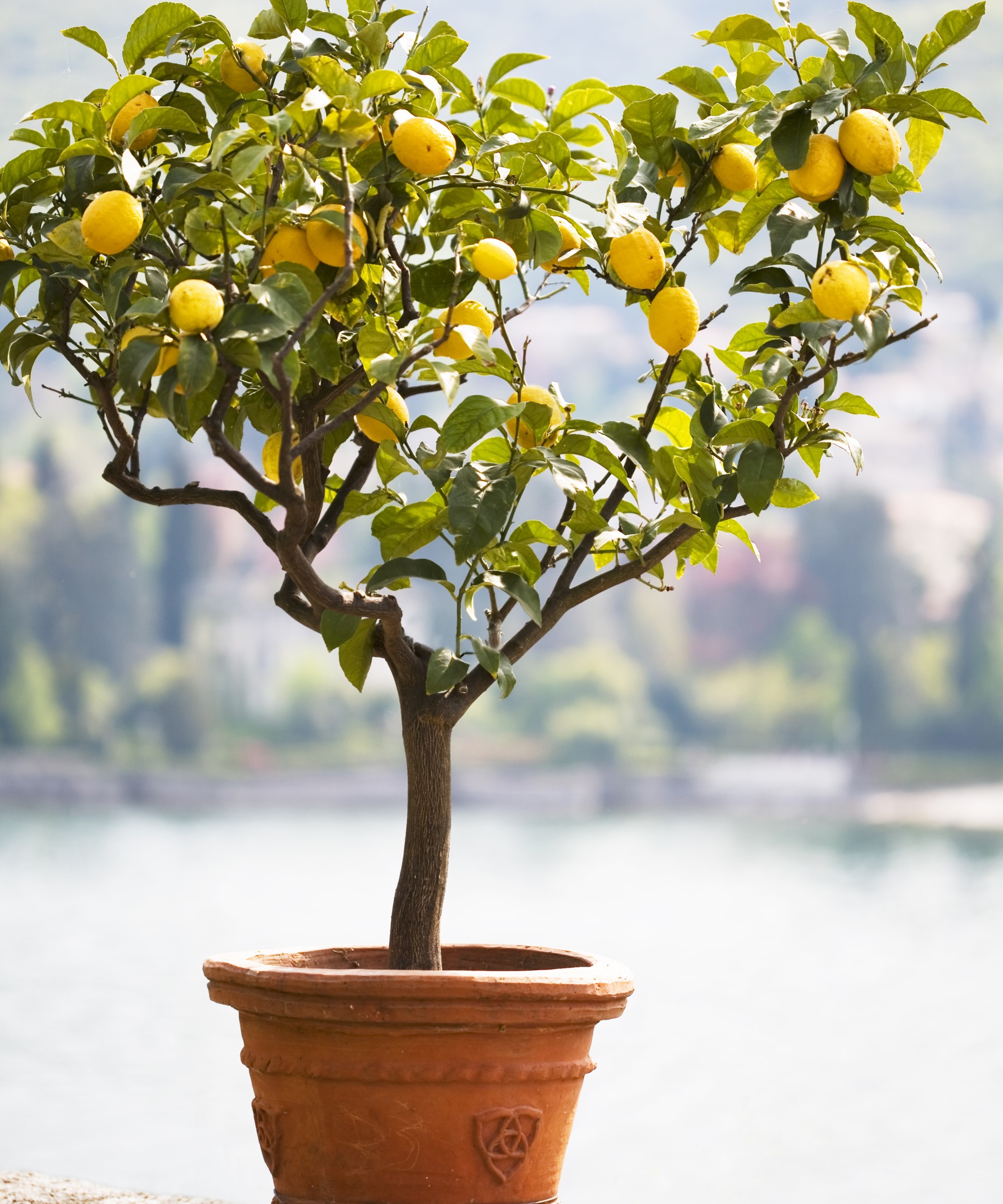 FRUIT PLANTS