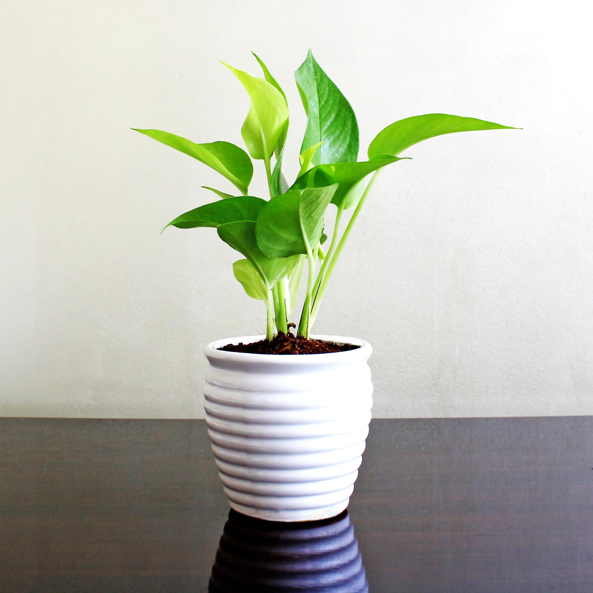 POT PLANTS