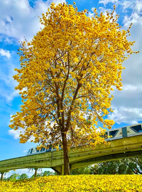 AVENUE PLANTS