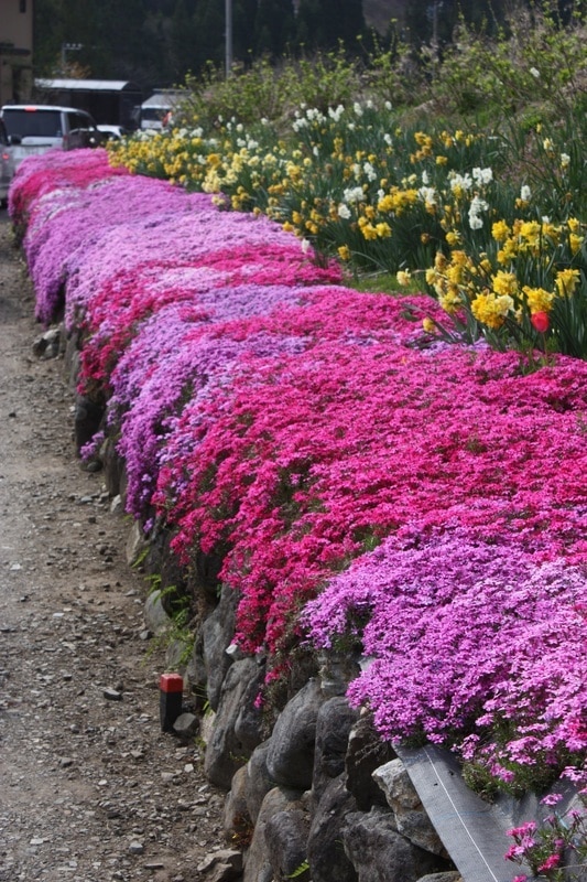 GROUND COVERS, CREEPERS, STRUBS