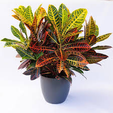 CODIAEUM (VARIEGATUM, PETRA)
