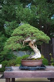 BONSAI