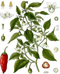 CAPSICUM (ANNUUM)