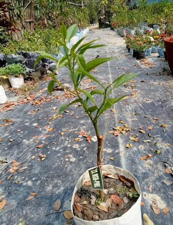 MOSAMBI