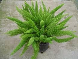 ASPARAGUS (DENSIFLORUS MEYERS)