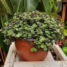 CALLISIA (REPENS)
