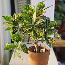 CODIAEUM (VARIEGATUM, GOLD SUN)