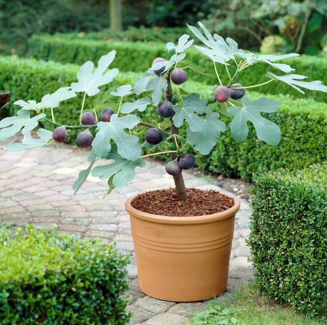 FIG ( FICUS CARICA )