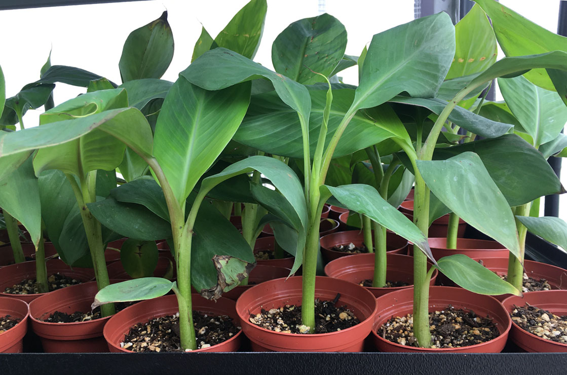 BANANA - CHARKE KELE