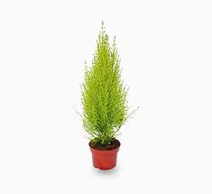 CUPRESSUS (MACROCARPA GOLDCREST WILMA)