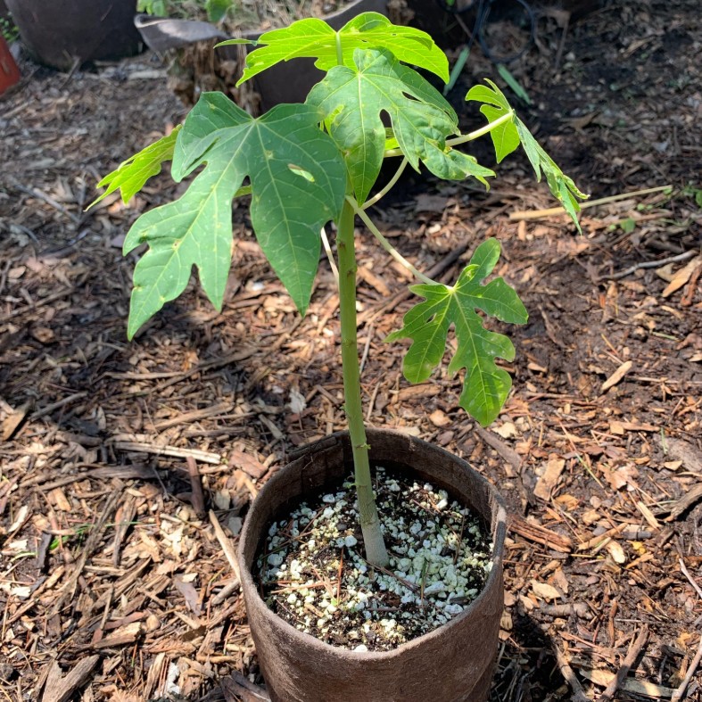 PAPAYA ( CARICA PAPAYA )