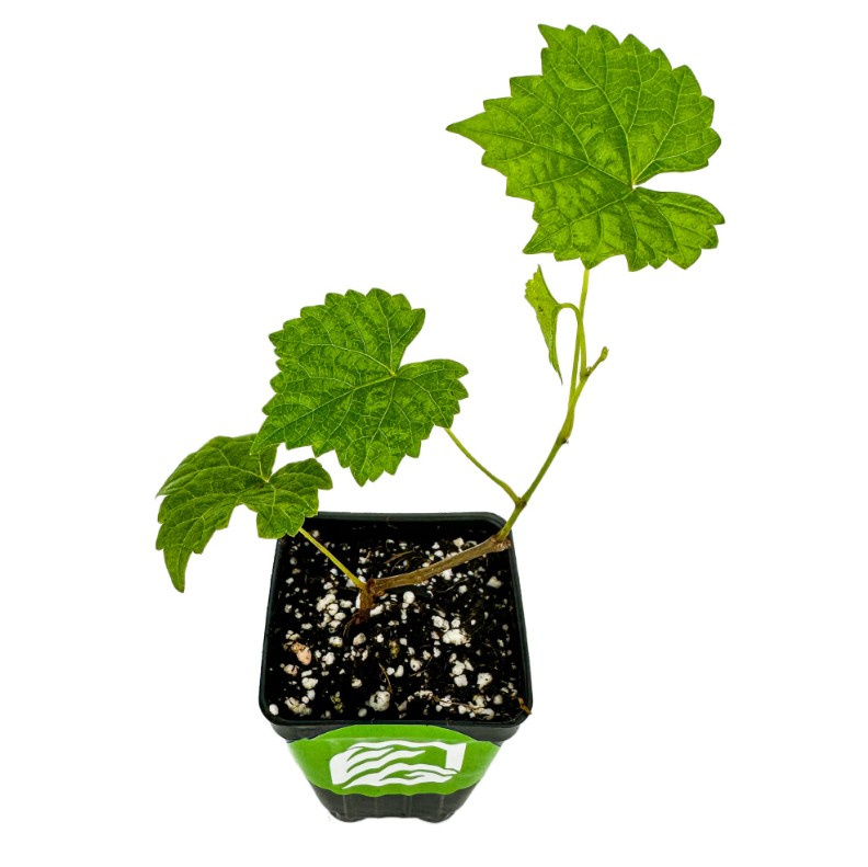 GRAPE ( GRAPE - SARAD - SEEDLESS )