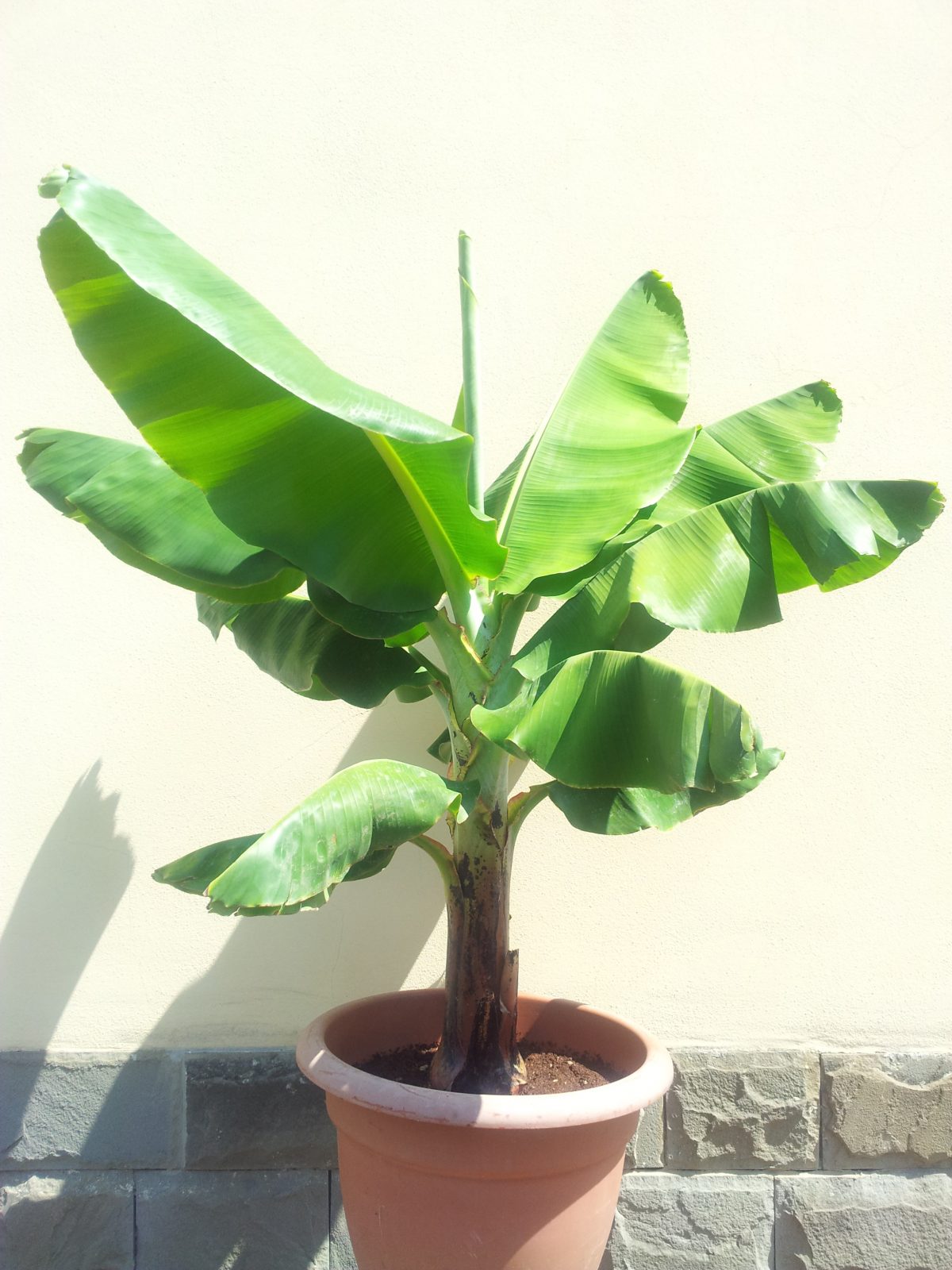 BANANA -  CHAKERE KELE RED