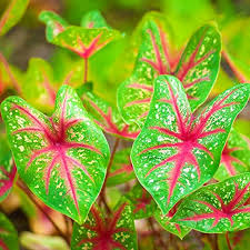 CALADIUM