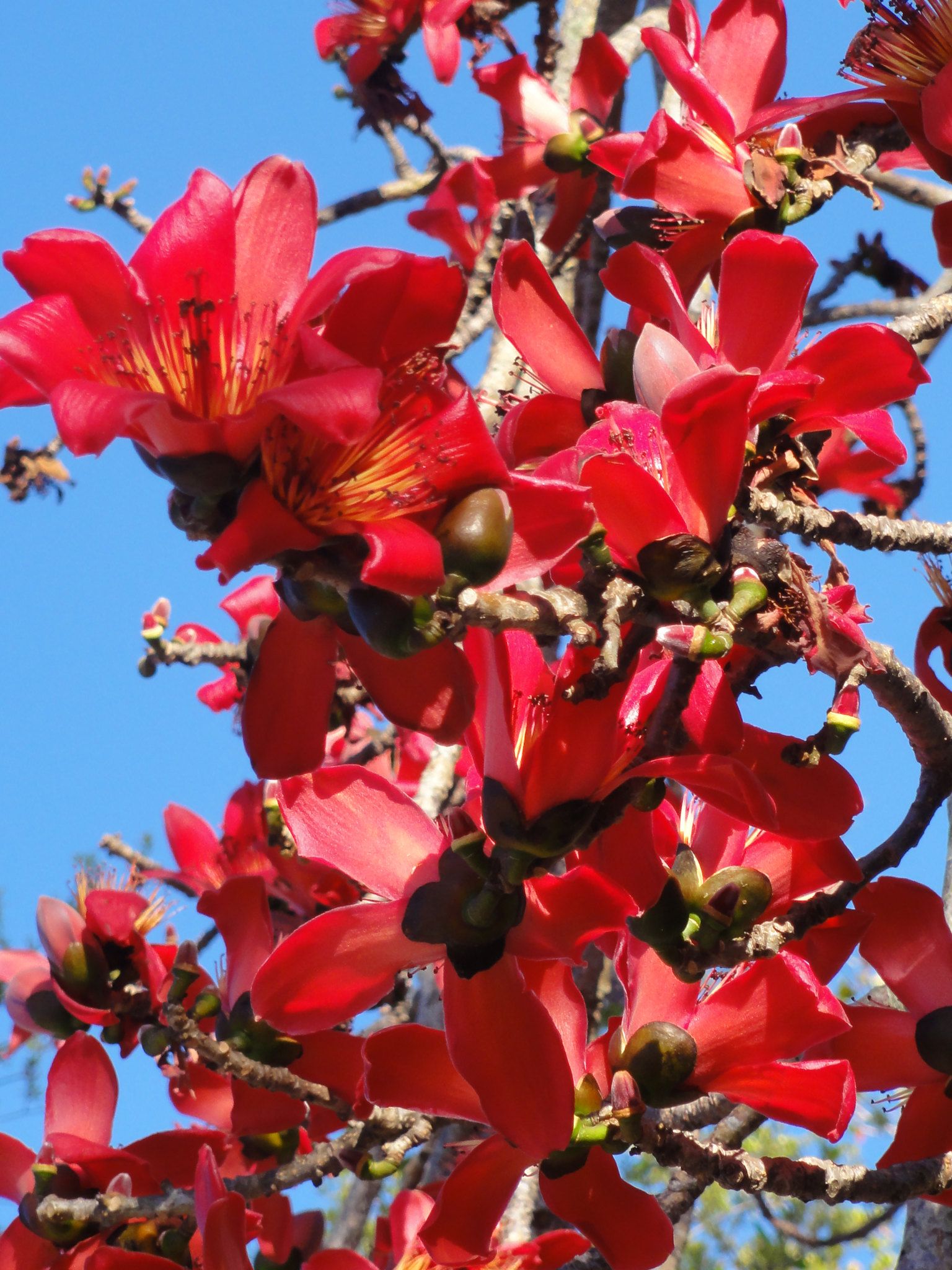 BOMBAX CEIBA