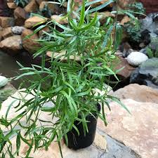 ASPARAGUS (FALCATUS)