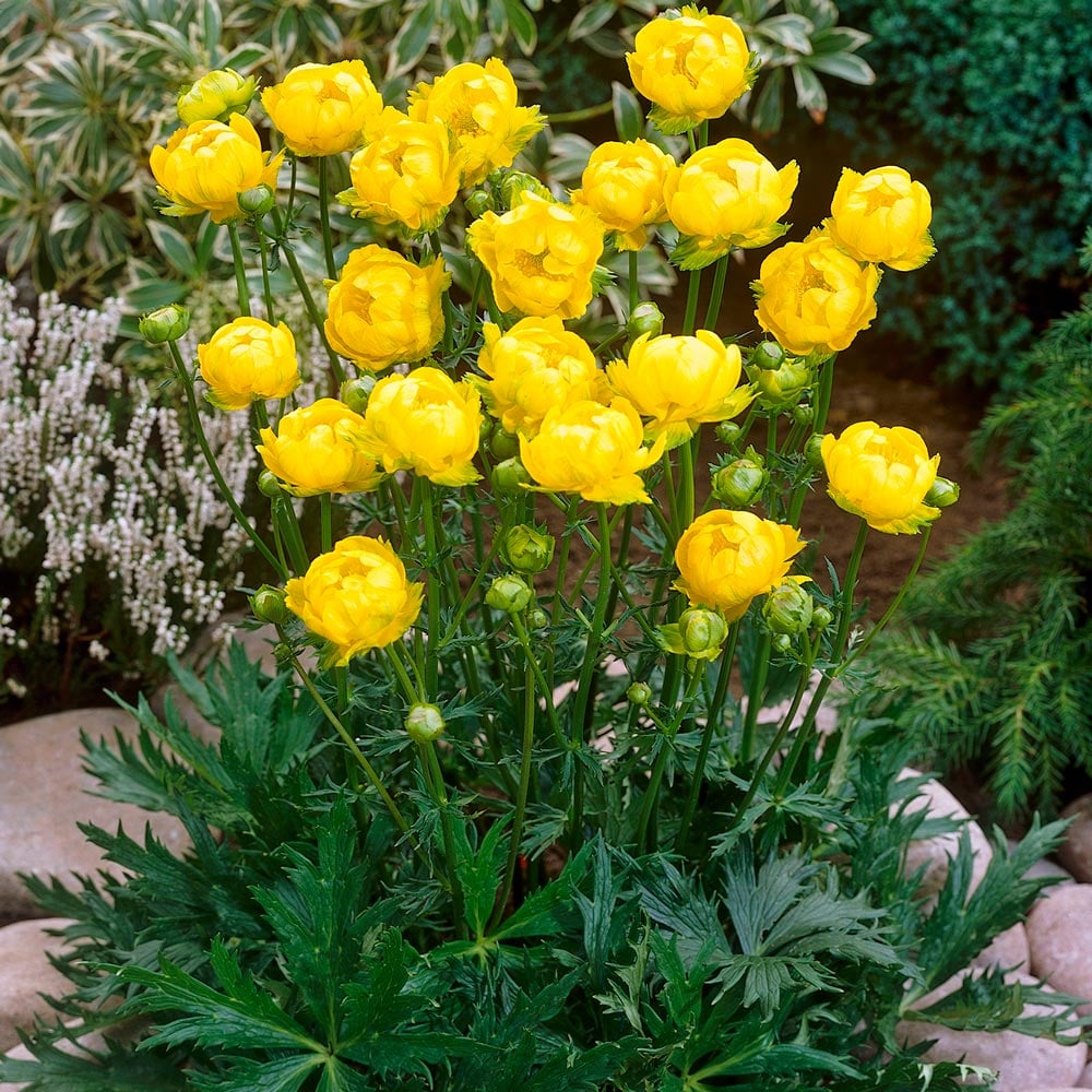 ABUTILON ( LEMON QUEEN )