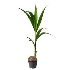 COCOS (NUCIFERA)