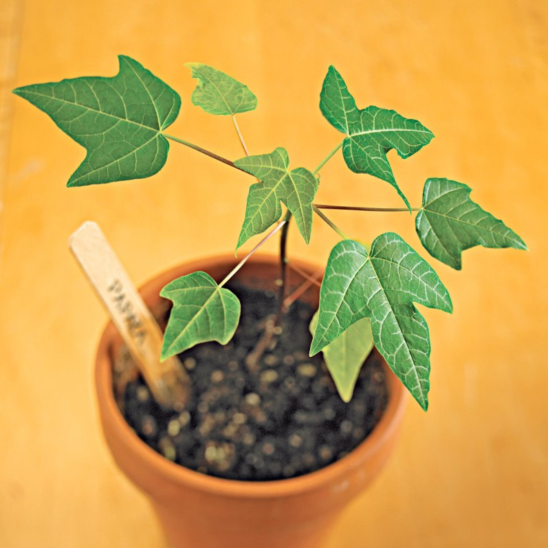 PAPAYA ( YELLOW )