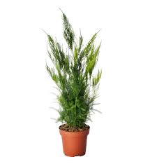 ASPARAGUS (SETACEUS PYRAMIDALIS)