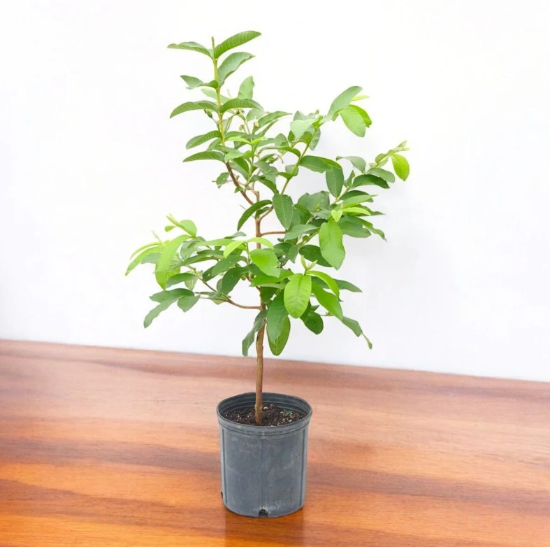 GUAVA ( GUAVA - WHITE -  INDIAN )