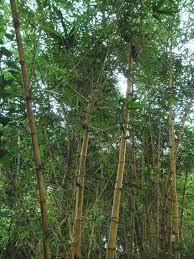 BAMBUSA (VULGARIS)