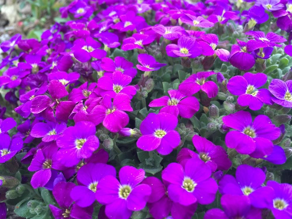 ARABIS