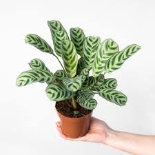 CTENANTHE (BURLE-MARXII)