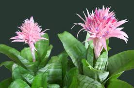 AECHMEA (FASCIATA , MORGANA)