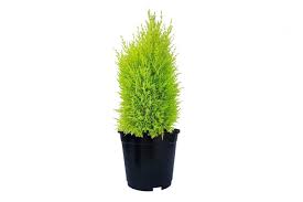 CUPRESSUS (MACROCARPA GOLDCREST)