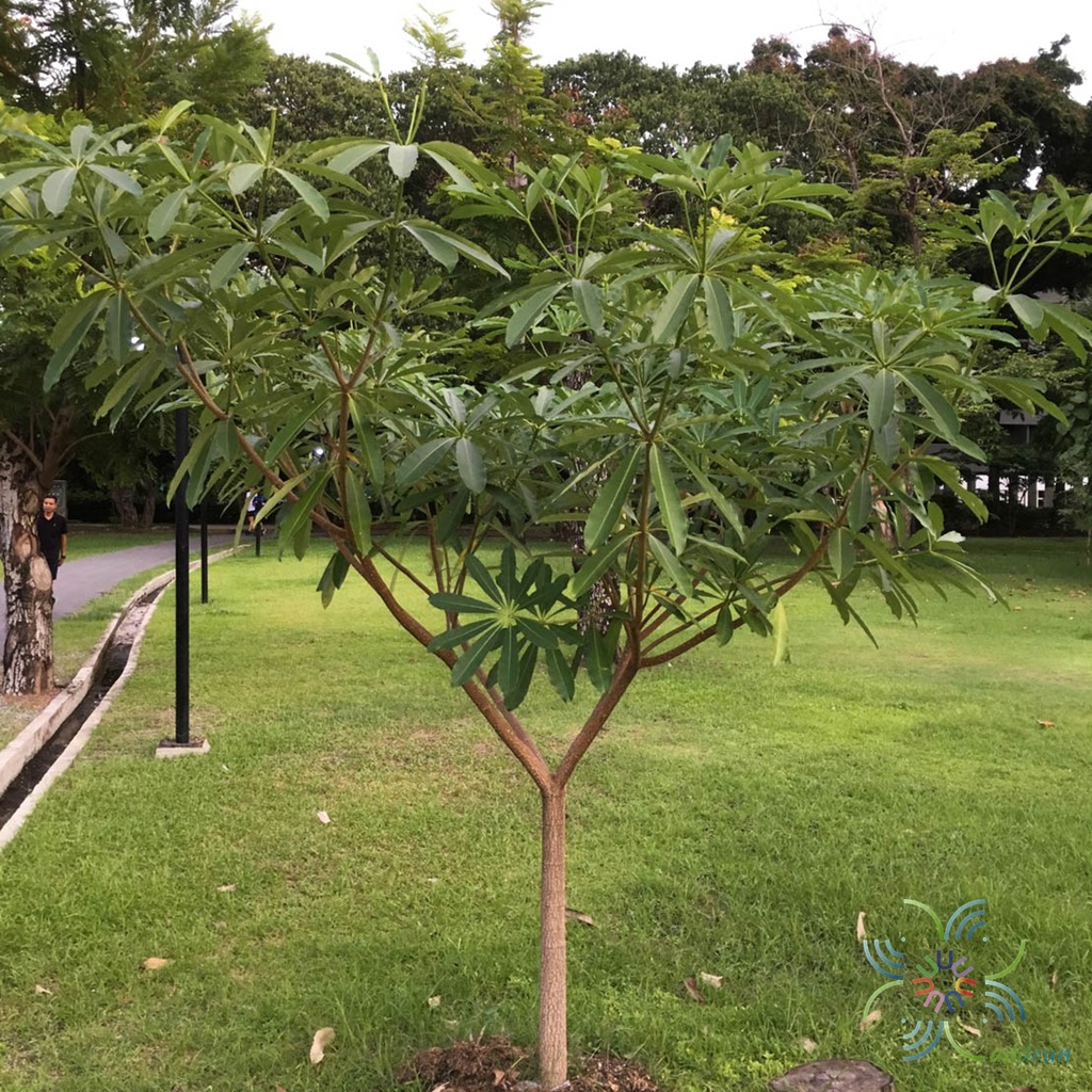 ALSTONIA SCOLARIS