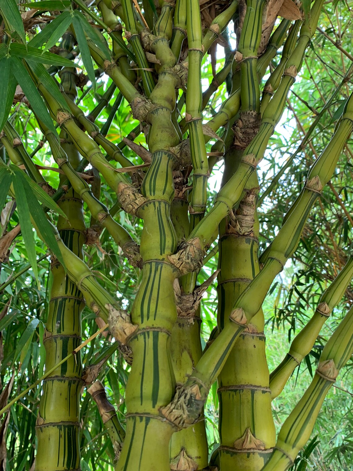 BAMBOO BUDDA BELLY