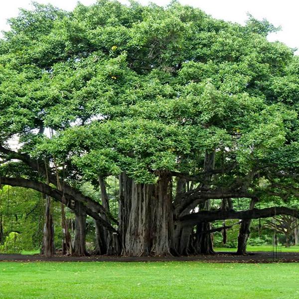 BENGALENSIS FICUS