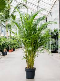 CHRYSALIDOCARPUS (LUTESCENS ARECA PALM)